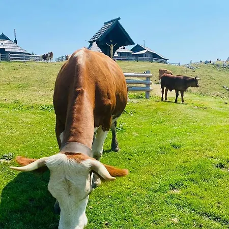 Velika Planina Koca Kekec Stahovica