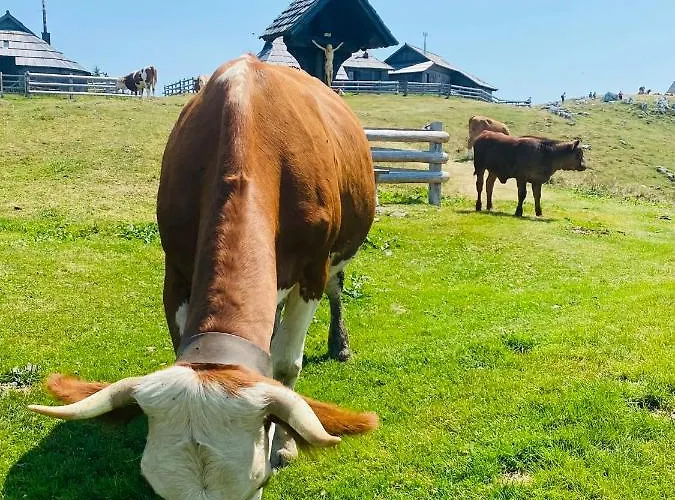 Velika Planina Koca Kekec Stahovica